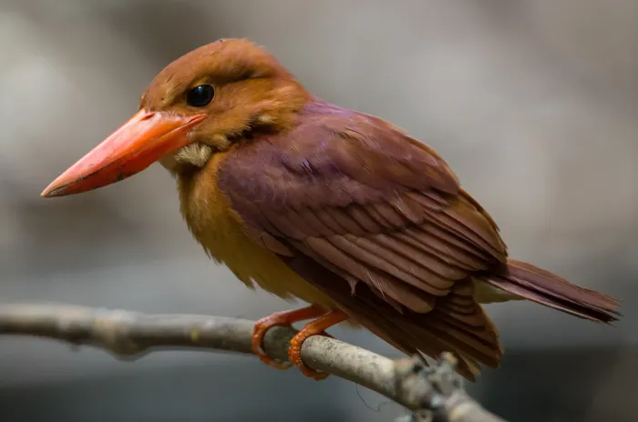 File:Halcyon coromanda, Kaeng Krachan 1, crop.jpg