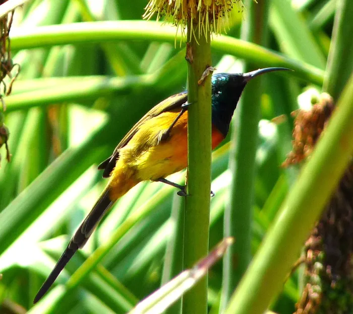 File:Anthobaphes violacea.jpg
