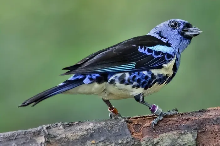 File:Tangara mexicana-20090124.jpg