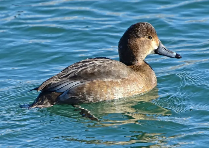 File:Aythya americana f Ontario.jpg