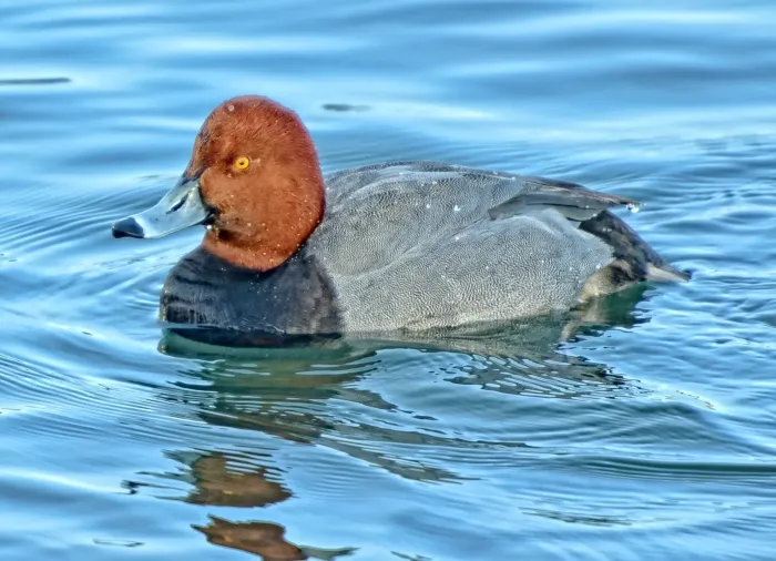 File:Aythya americana m Ontario.jpg