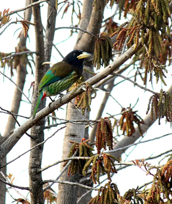 File:Great barbet scientific name Psilopogon virens IMG 8858 1.jpg