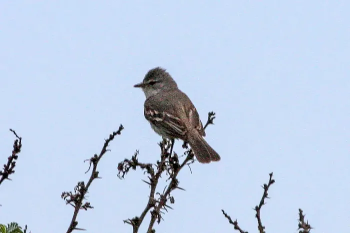 File:Southern Beardless Tyrannulet (Camptostoma obsoletum) (8077574276).jpg