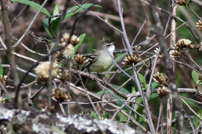 File:White-throated Tyrannulet (Mecocerculus leucophrys) (8077581886).jpg