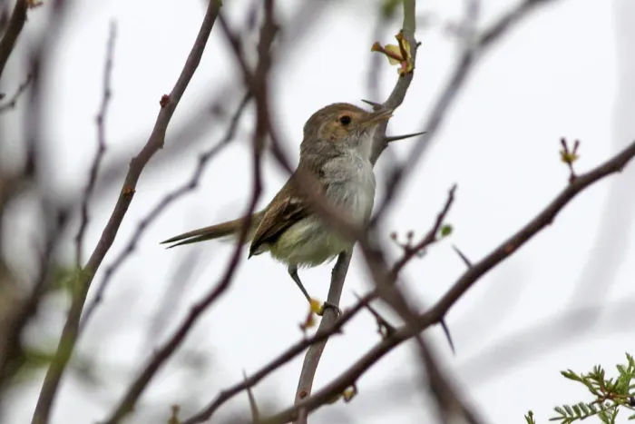 File:Tawny-crowned Pygmy-Tyrant (Euscarthmus meloryphus) (8077634682).jpg