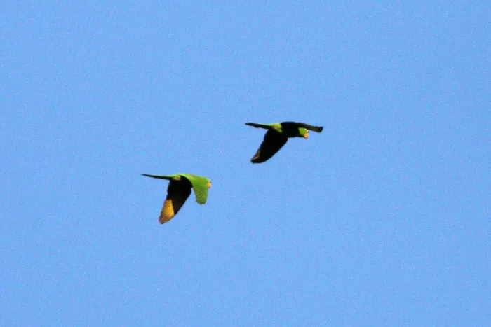 File:White-eyed Parakeet (Psittacara leucophthalmus) (8077707352).jpg