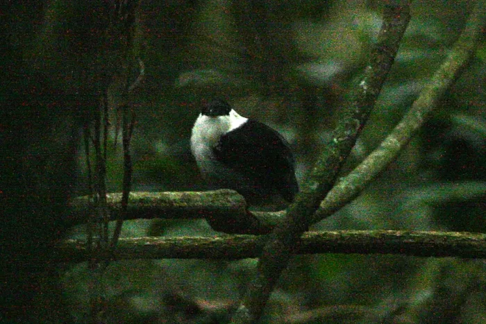 File:White-bearded Manakin (Manacus manacus) (8077726697).jpg