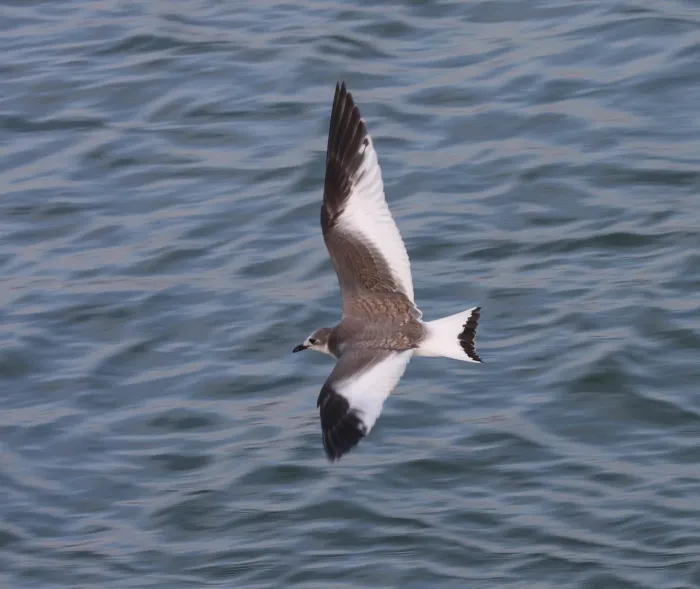 File:Xema sabini juv.jpg