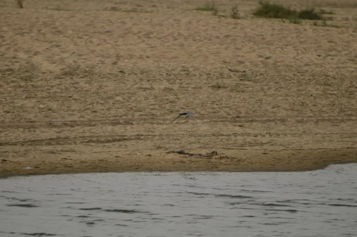 File:Black bellied tern Sterna acuticauda in Kollidam river in Thanjavur dt JEG6926.JPG