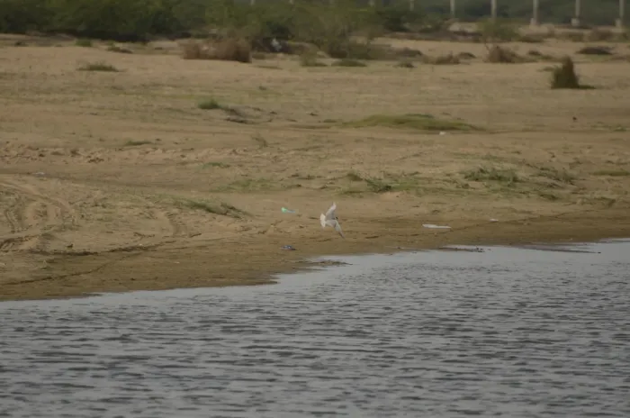 File:Black bellied tern Sterna acuticauda in Kollidam river in Thanjavur dt JEG6931.JPG