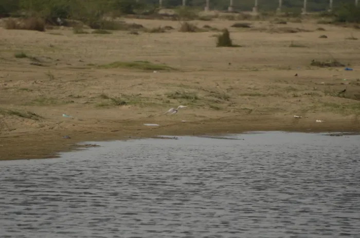 File:Black bellied tern Sterna acuticauda in Kollidam river in Thanjavur dt JEG6938.JPG