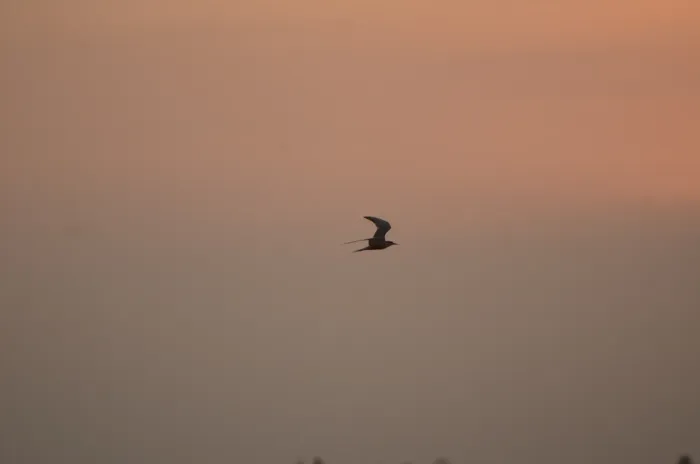 File:Black bellied tern Sterna acuticauda in Kollidam river in Thanjavur dt JEG6994.JPG