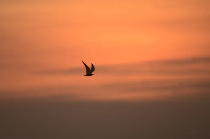 File:Black bellied tern Sterna acuticauda in Kollidam river in Thanjavur dt JEG6996.JPG