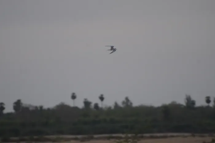 File:Black bellied tern Sterna acuticauda in Kollidam river in Thanjavur dt JEG7004.JPG