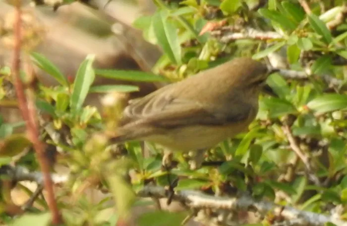 File:Aberrant Bush Warbler Horornis flavolivaceus by Dr. Raju Kasambe DSCN3403 (1).jpg