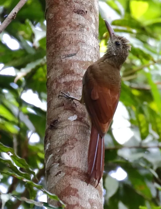 File:Dendrocolaptes certhia juruanus - Amazonian barred-woodcreeper (juruanus); Careiro, Amazonas, Brazil.jpg