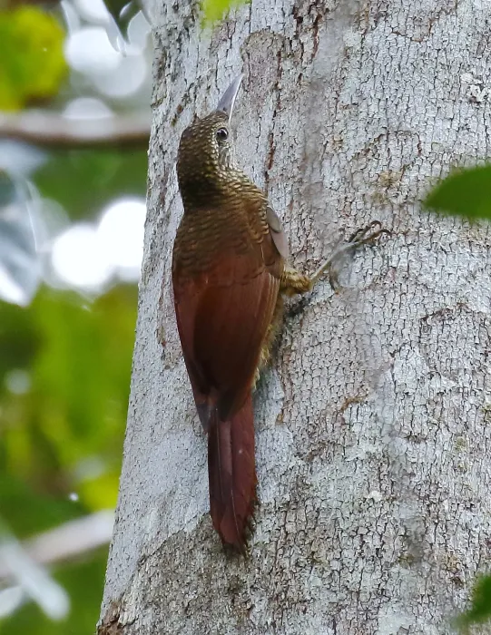 File:Dendrocolaptes certhia radiolatus - Amazonian Barred-Woodcreeper (radiolatus), Manacapuru, Amazonas, Brazil.jpg