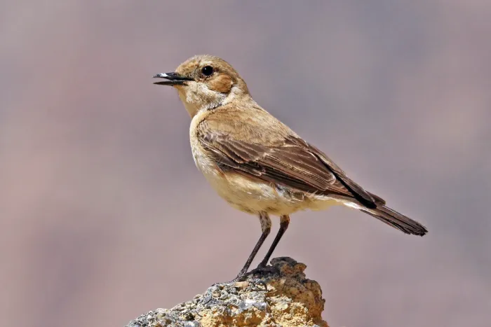 File:Eastern Black-eared Wheatear (Oenanthe melanoleuca) female, Jordan.jpg