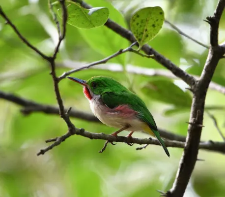 File:Breitschnabeltodi (Todus subulatus).jpg