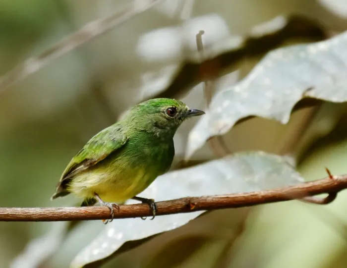 File:Lepidothrix coronata - Blue-crowned manakin (female), Careiro, Amazonas, Brazil.jpg