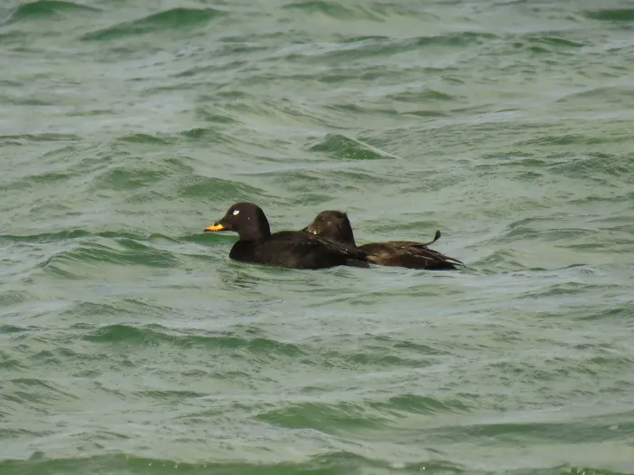 File:Melanitta fusca (25611567557).jpg