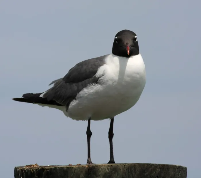 File:Leucophaeus atricilla stare.jpg