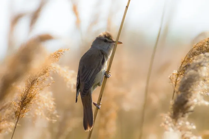 File:Очеретянка велика (англ. Great Reed Warbler; лат. Acrocephalus arundinaceus).jpg