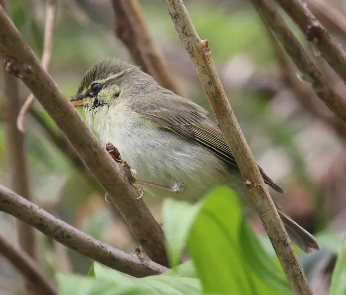 File:Phylloscopus borealis.jpg