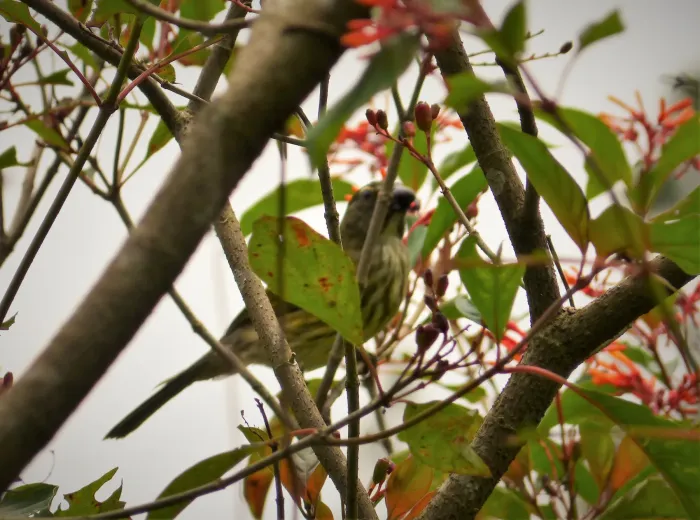 File:Streaked Saltator. Saltator striatipectus - Flickr - gailhampshire.jpg