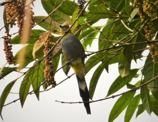 File:Long-tailed Silky-flycatcher Ptiliogonys caudatus - Flickr - gailhampshire (1).jpg
