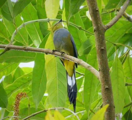 File:Long-tailed Silky-flycatcher Ptiliogonys caudatus - Flickr - gailhampshire (3).jpg