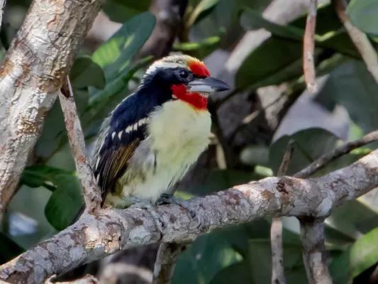 File:Capito niger - Black-spotted barbet (male); Manaus, Amazonas, Brazil.jpg