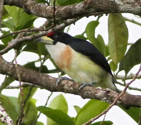 File:White-mantled Barbet (Capito hypoleucus) (8079738287), crop.jpg