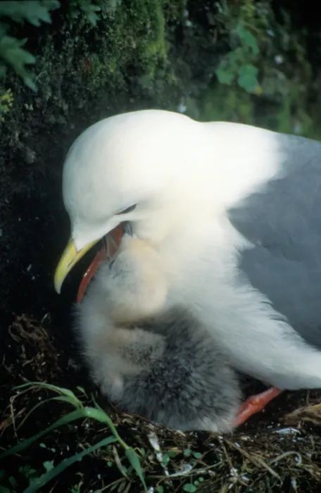 File:Rissa brevirostris8.jpg