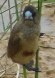 File:Lonchura atricapilla @ Port Dickson.jpg