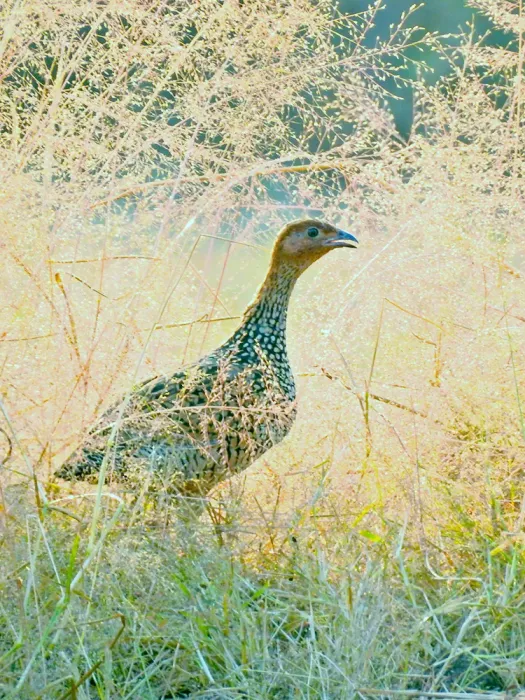 File:15. Painted francolin or painted partridge (Francolinus pictus) photograph by Shantanu Kuveskar.jpg