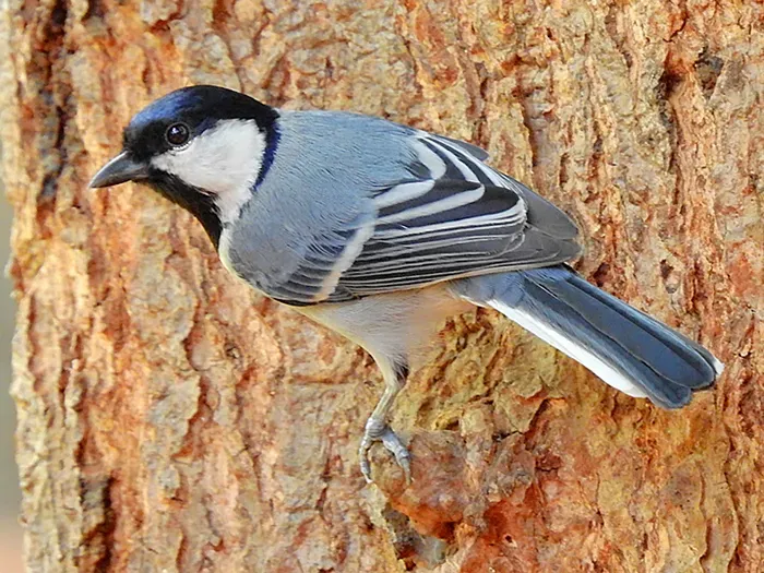 File:Cinereous tit (Parus cinereus) Photograph by Shantanu Kuveskar.jpg