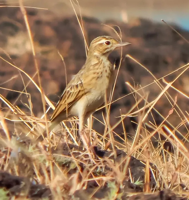 File:Richard's Pipit-Anthus richardi (Lateral).jpg