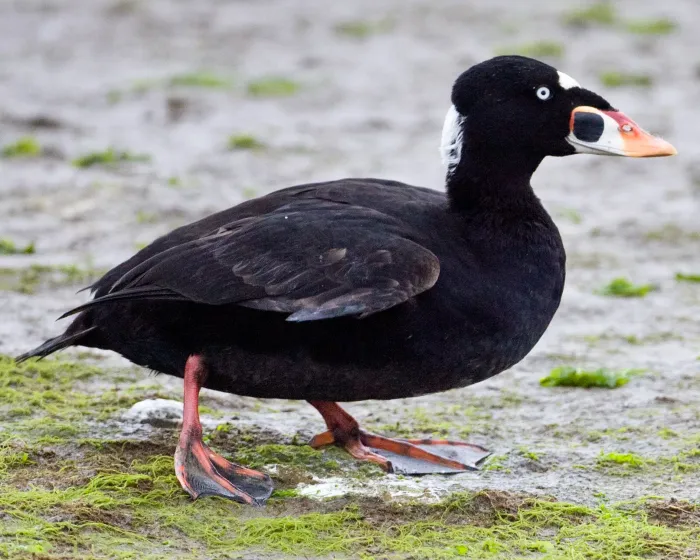 File:Melanitta perspicillata walking.jpg