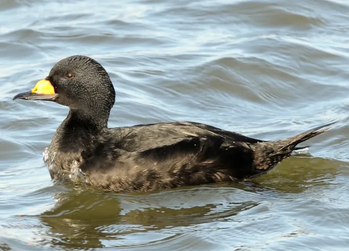 File:Melanitta americana.jpg