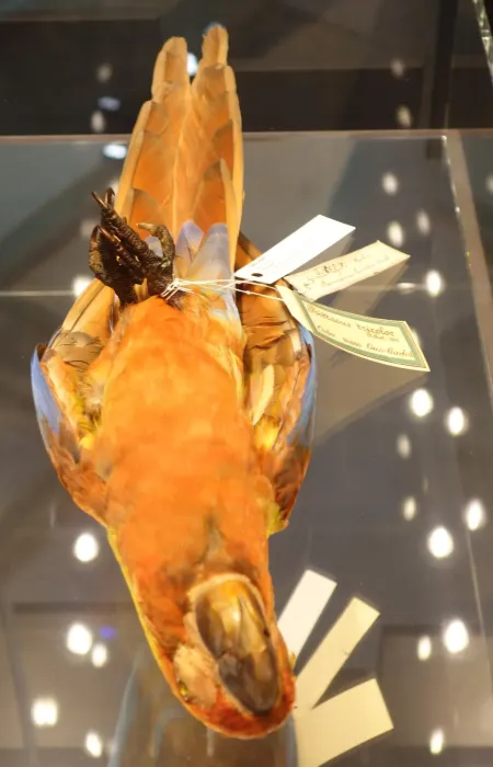 File:Ara tricolor Berlin 3.jpg