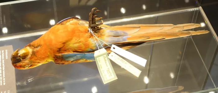 File:Ara tricolor Berlin 8.jpg