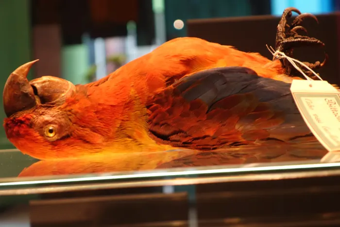 File:Ara tricolor Berlin 7.jpg