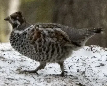 File:Tetrastes bonasia kallerna (cropped).jpg