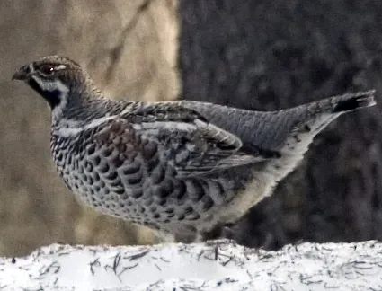 File:Tetrastes bonasia (cropped).jpg