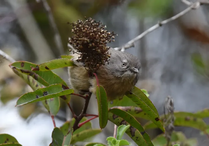 File:Chamaea fasciata, San Diego 10.jpg