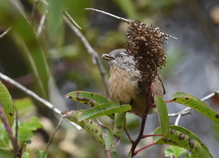 File:Chamaea fasciata, San Diego 11.jpg