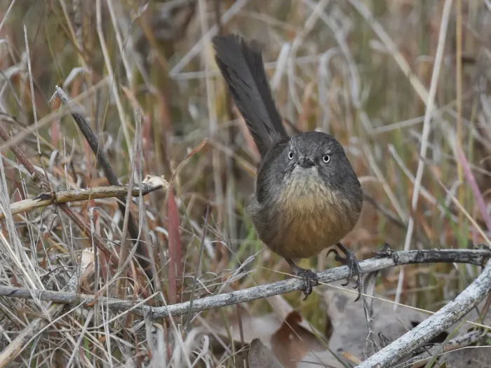 File:Chamaea fasciata, San Diego 18.jpg