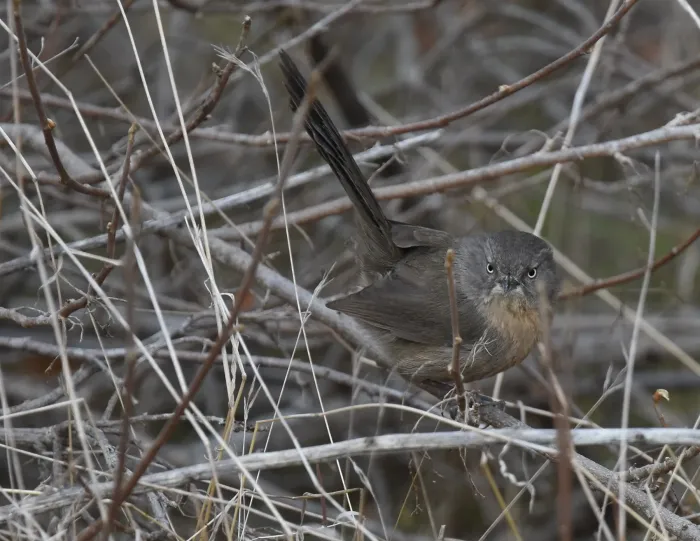 File:Chamaea fasciata, San Diego 21.jpg