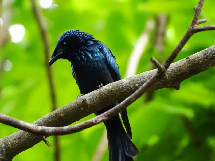 File:Dicrurus aeneus, Bronzed drongo. 11.jpg